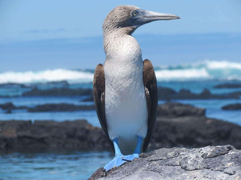 blue-footed boobies-vehm
